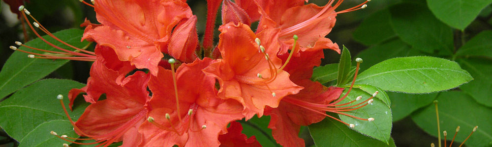 The Glades and Azalea Garden