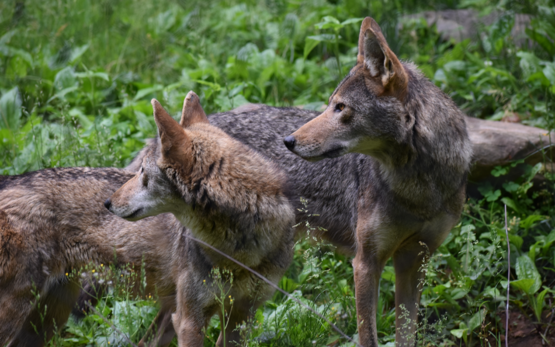 Howling for the Red Wolf