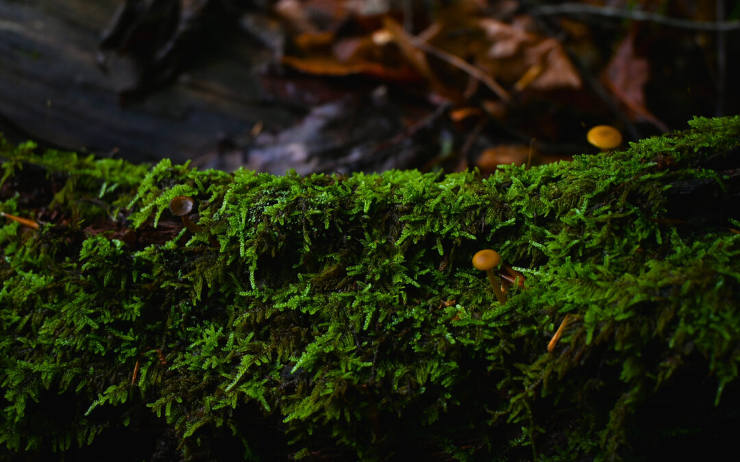 Youth Nature Series: Magnifying the Magical World of Moss by Skye Cahoon