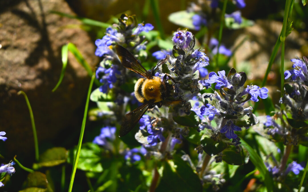 Youth Nature Series: Building a Wild Bee Hotel by Jessica Blackburn