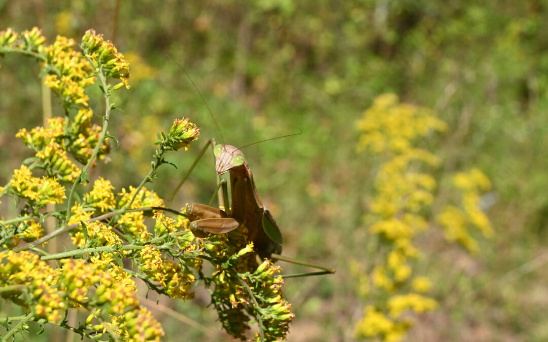 Youth Nature Series: Bugs in Our Backyard! by Sara Rivera