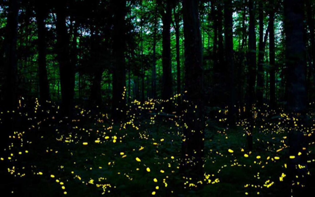Village Nature Series: Illuminating the Fabulous Worlds of Fireflies