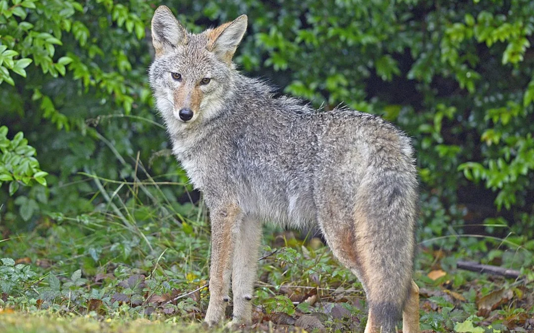 Village Nature Series: The History and Biology of Coyotes in North Carolina